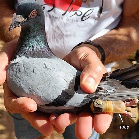 Pigeons, food, apartments, cops